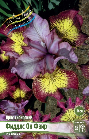 Ирис Фиддлс Он Файр (1 шт)