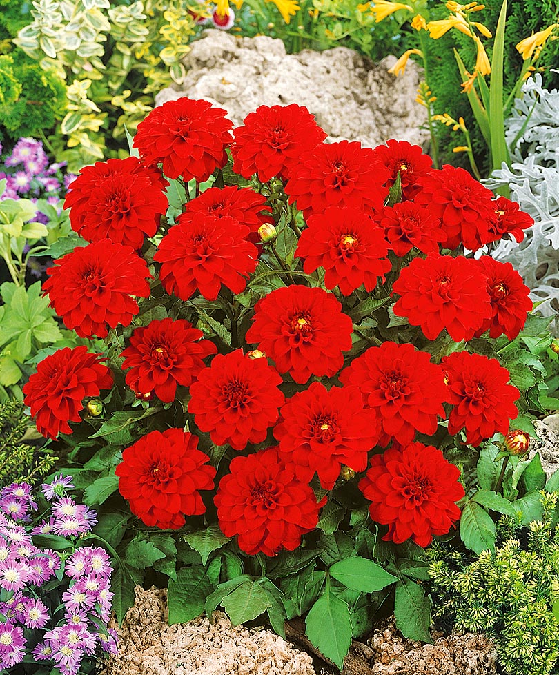 Минивитрина Георгин Гэллери Ривьера