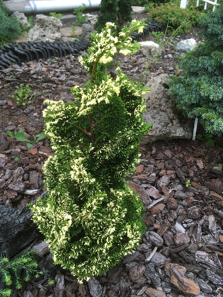 Кипарисовик тупой Тониа C3 25-30cm