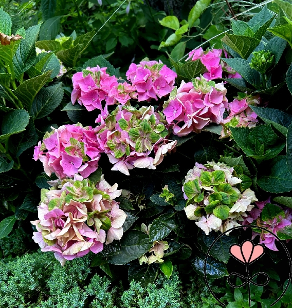 Гортензия  Рембрандт Антико Фреско P12