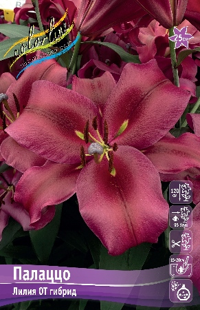 Лилия ПАЛАЦЦО 16/18 (3 шт)