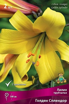 Лилия Голден Сплендор (3 шт)