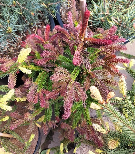 Ель обыкновенная Рэд Мен C10 70-80cm