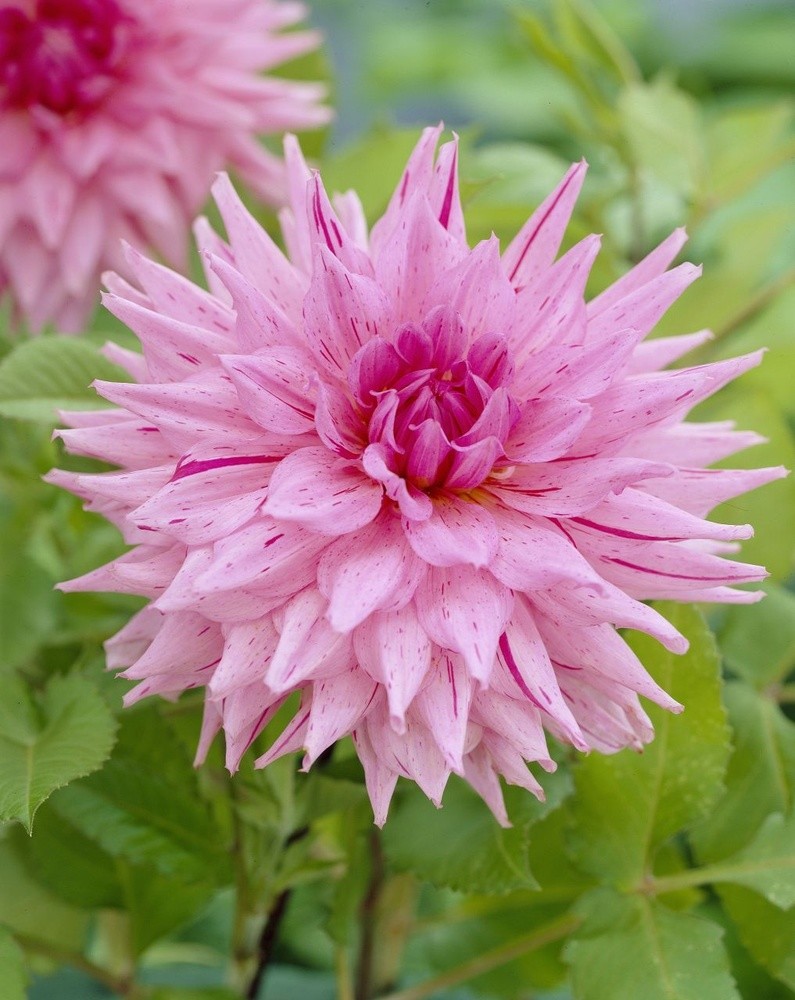 Георгин Американ Дрим