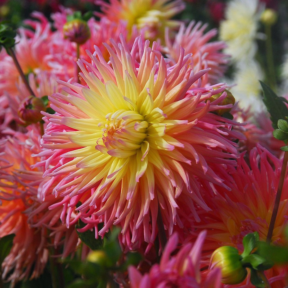 Георгин Стар Элит (1 шт)