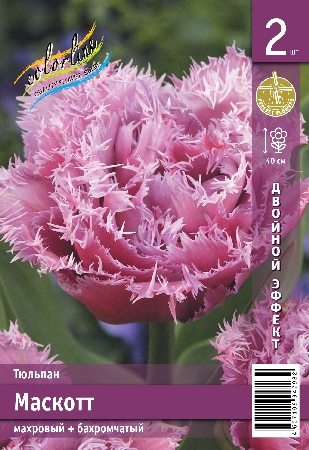 Тюльпан ЭКОНОМ-СЕРИЯ МАСКОТТ (2 шт)
