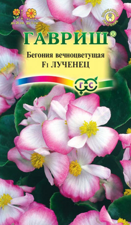 цБегония Лученец вечноцв. 5шт