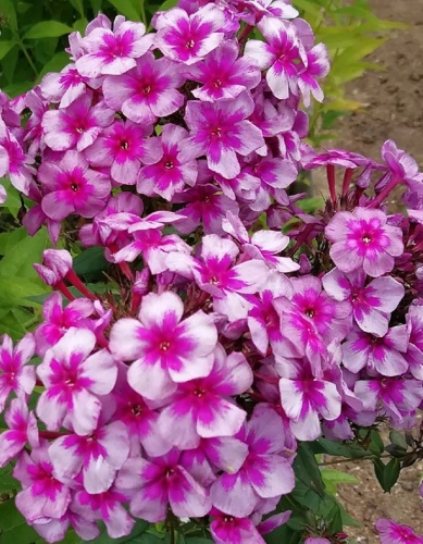 Флокс Старый Маяк (1 шт)