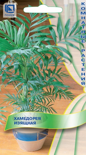 Хамедорея Изящная 5шт