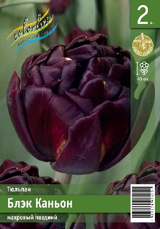 Тюльпан ЭКОНОМ-СЕРИЯ БЛЭК КАНЬОН (2 шт)