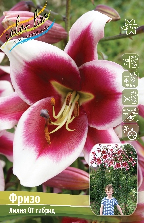 Лилия ФРИЗО 16/18 (3 шт)