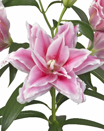 Лилия ЭКОНОМ-СЕРИЯ ROSELILY ЛЮСИЯ (1 шт)