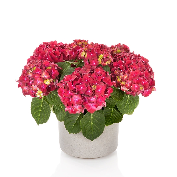 Гортензия  Хай Вулкано P12