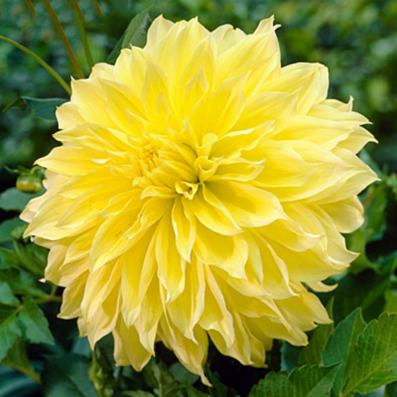 Минивитрина Георгин Кельвин Флудлайт (15 шт)