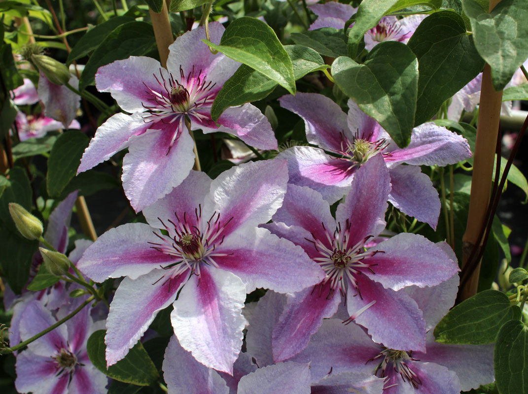 Минивитрина Клематис Дариус