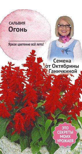 цСальвия Огонь 0,1г (семена от Ганичкиной)