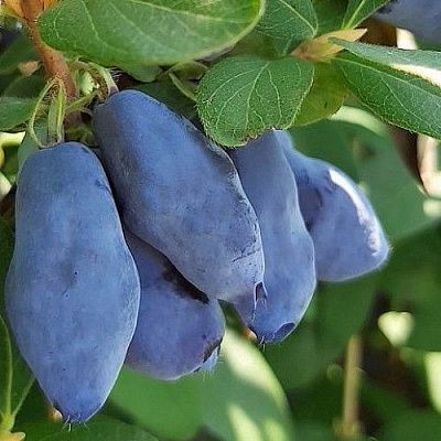 Жимолость Голубой Банан (коробка) 20шт