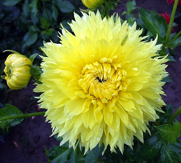 Георгин Спартакус Йеллоу