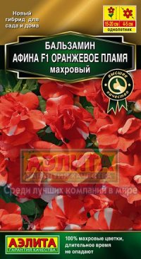 цБальзамин Афина оранжевое пламя 5шт