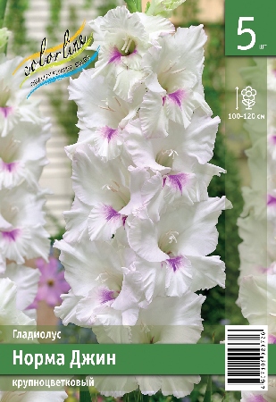Гладиолус ЭКОНОМ-СЕРИЯ НОРМА ДЖИН (5 шт)