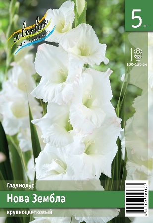 Гладиолус ЭКОНОМ-СЕРИЯ НОВА ЗЕМБЛА (5 шт)