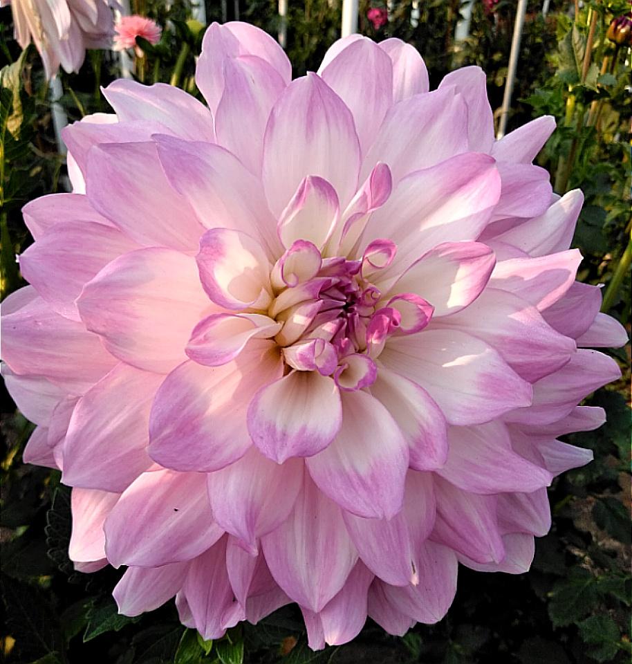 Георгин Микаила Миранда