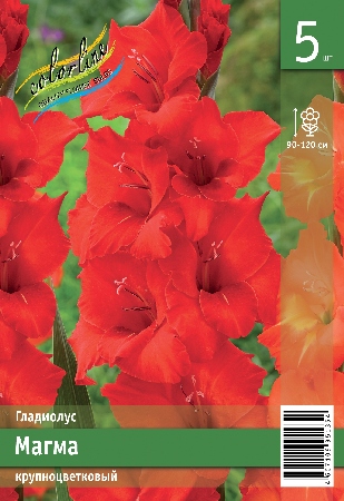 Гладиолус ЭКОНОМ-СЕРИЯ МАГМА (5 шт)