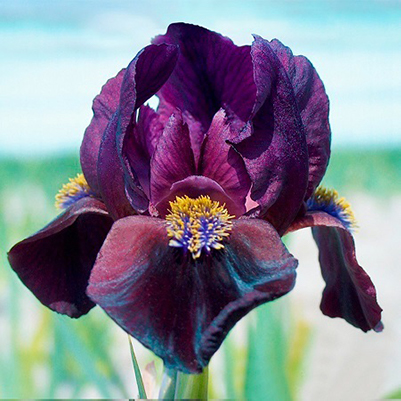 Ирис Демон (1 шт)