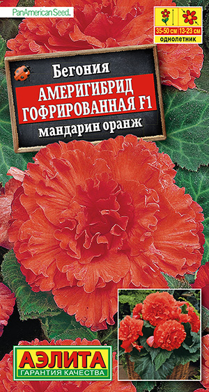 Бегония Америгибрид гофрированная мандарин оранж 5шт