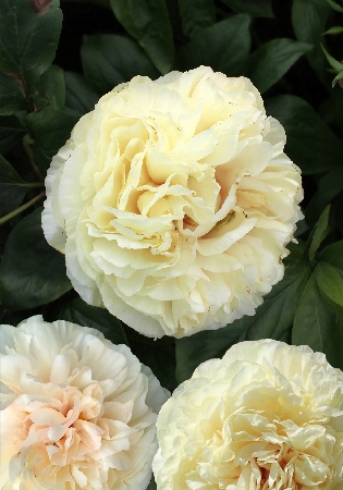 Пион Блонд Вижион (1 шт)