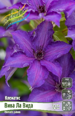 Клематис Вива Ла Вида (1 шт)