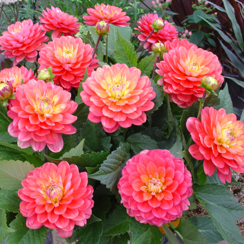 Минивитрина Георгин Мелоди Аллегро