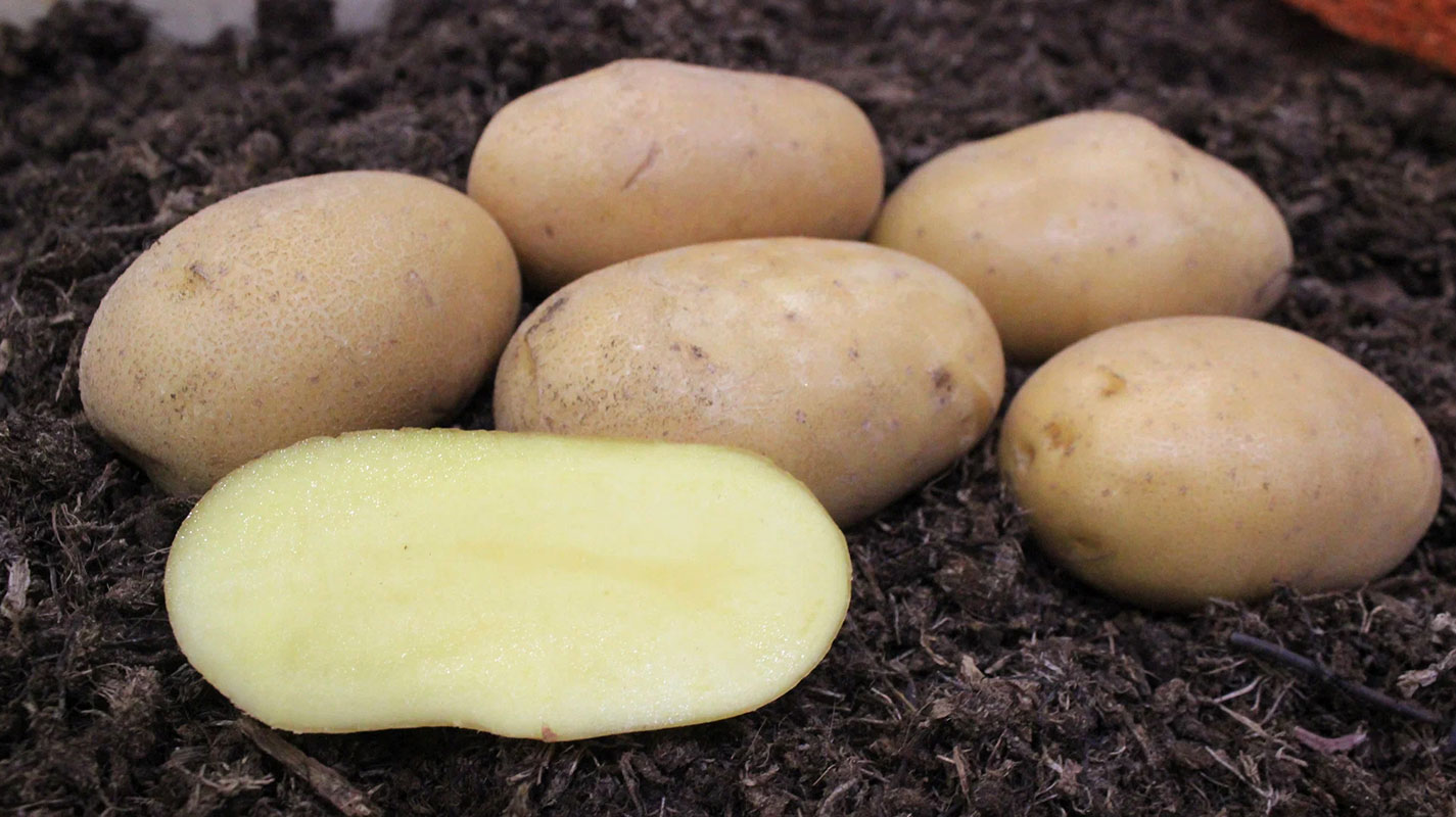 Картофель Краса Мещеры Э (1 кг)