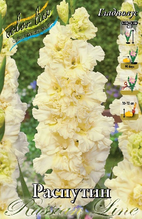 Гладиолус Распутин 12/14 (7 шт)