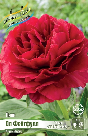 Пион Ол Фейтфулл 3/5 (1 шт)