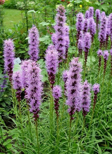 Лиатрис Флористан Вайлет (10 шт)