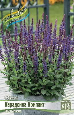 Сальвия Карадонна Компакт (1 шт)