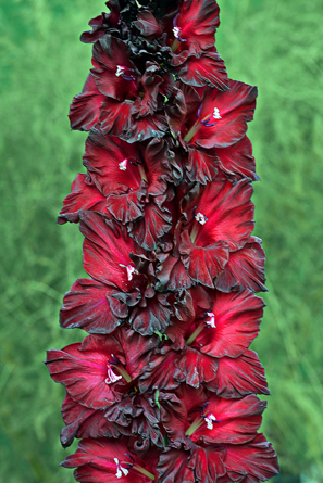 МАКСИ Гладиолус Таинство Ночи (15 шт)