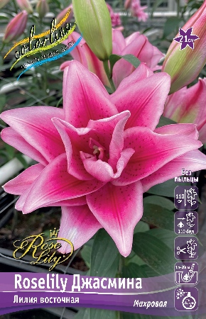 Лилия Roselily Джасмина (5 шт)