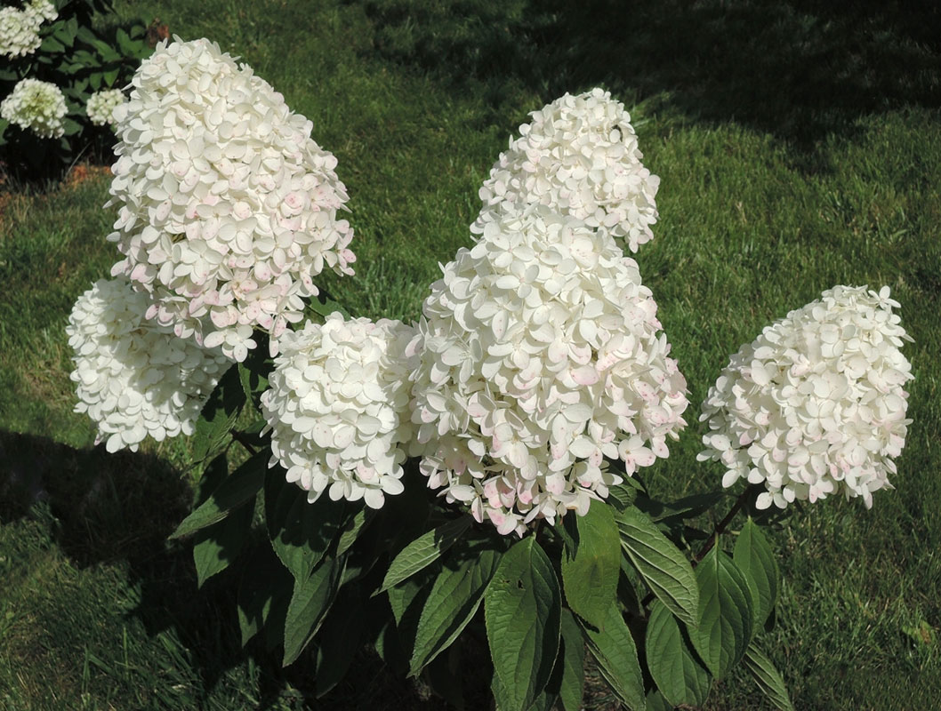 Гортензия Саммер Сноу (коробка) 20шт