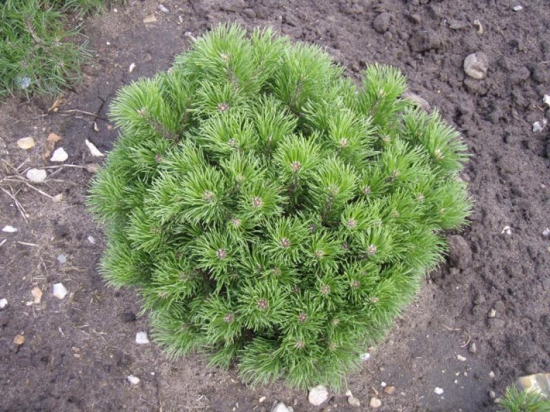 Сосна горная Пумилио C3