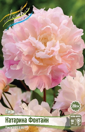 Пион Катарина Фонтайн 3/5 (1 шт)