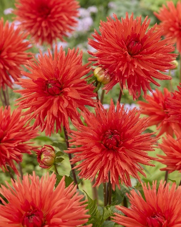 Георгин Парк Идиллия (1 шт)