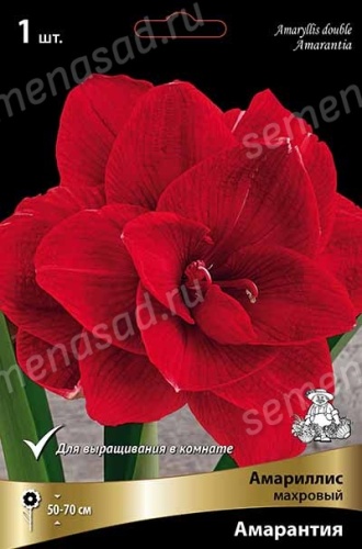 Амариллис Амарантия (1 шт)