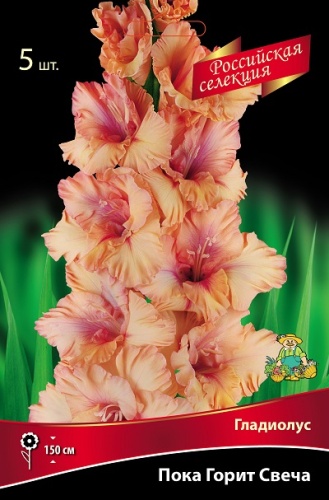 Гладиолус Пока Горит Свеча (5 шт)
