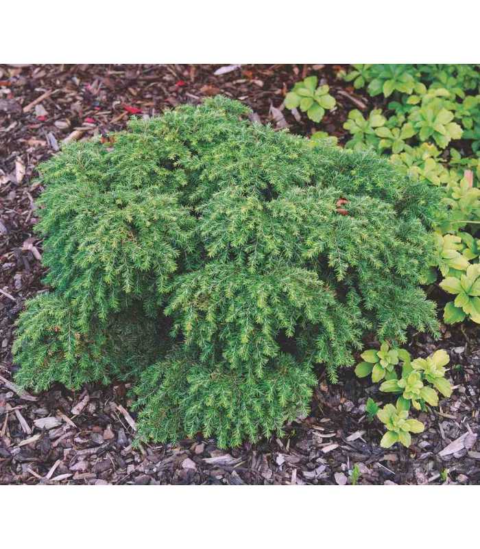 Тсуга канадская Компакта C4 30-40cm