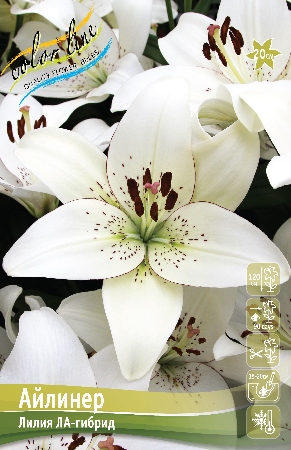 Лилия АЙЛИНЕР 16/18 (3 шт)