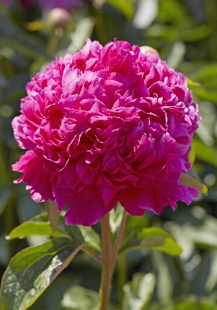 Пион Бест Мен (1 шт)