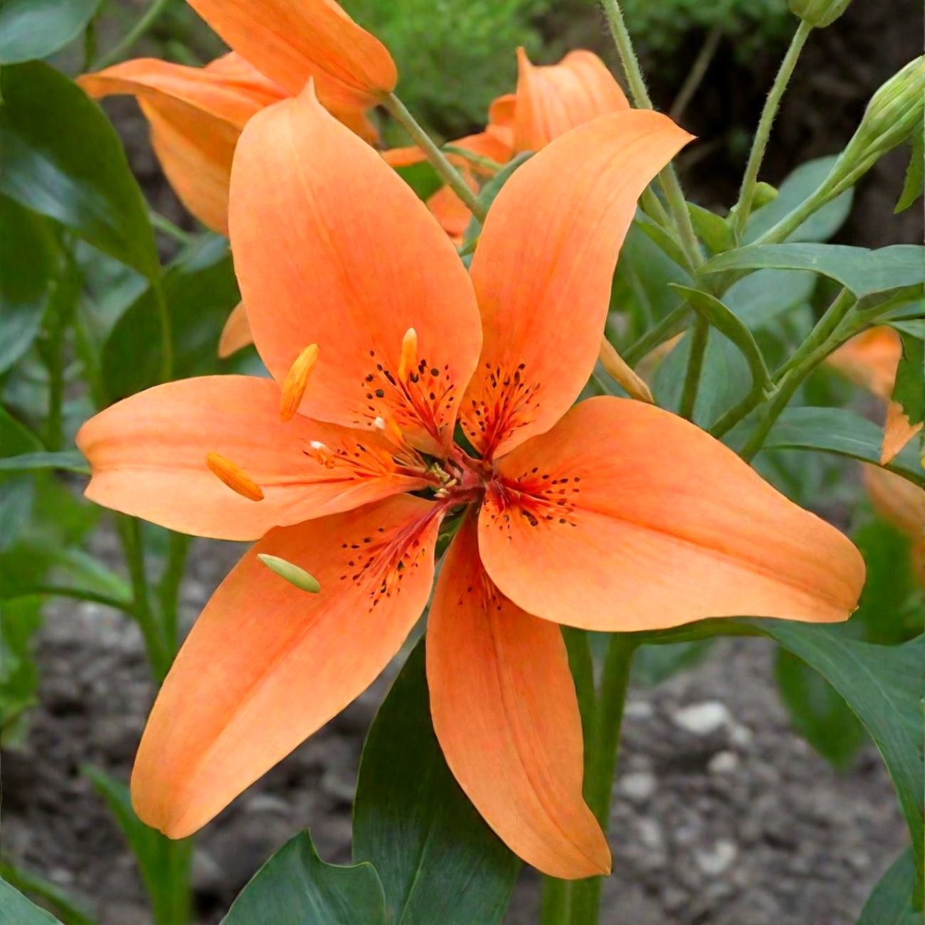 Биг-Пак Лилия Сансет Булевард (25 шт)