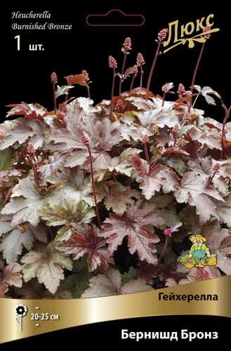 Гейхерелла Бернишд Бронз (1 шт)